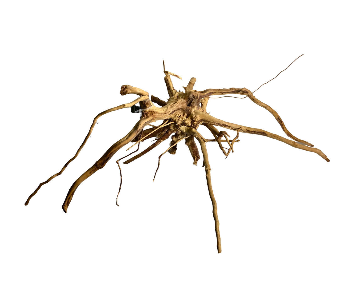 Aquaglobe Xlarge spider wood 16”-20”