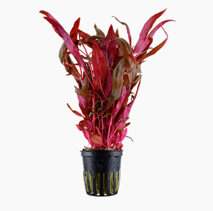 Alternanthera reineckii 'Pink' potted tropica