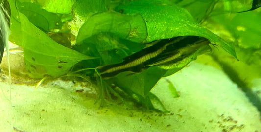 Striped Raphael catfish (Platydoras armatulus)