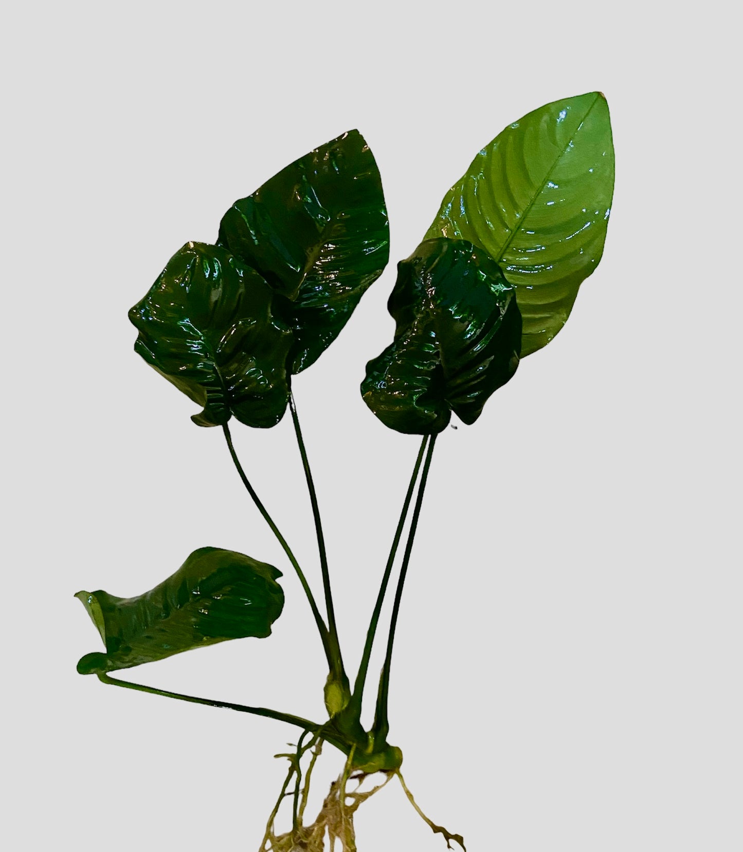 Anubias barteri broad leaf large (huge 8”+)