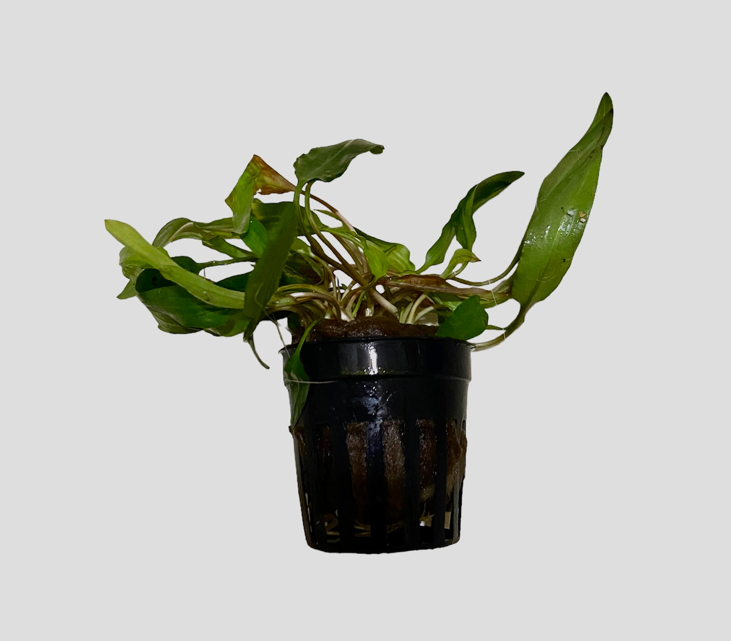 Potted Cryptocoryne affini red