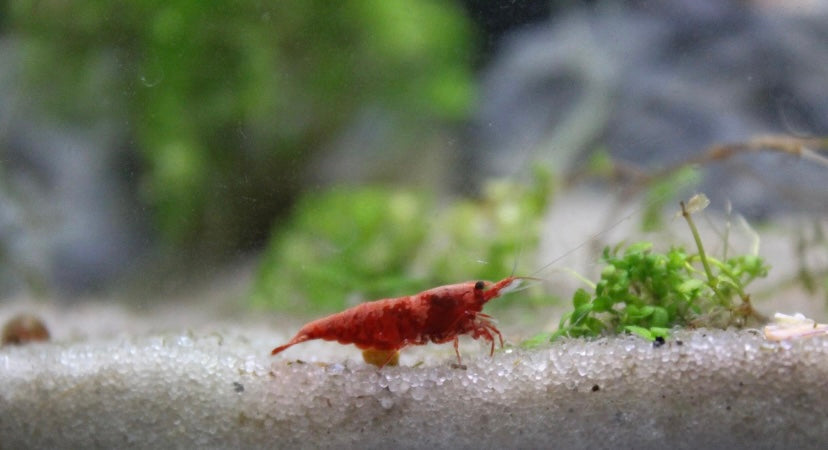 cherry shrimp (Neocaridina davidiGenus