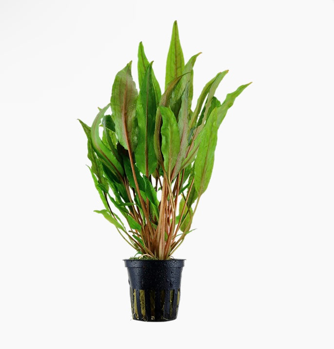 Cryptocoryne undulata “broad leaves” potted tropica